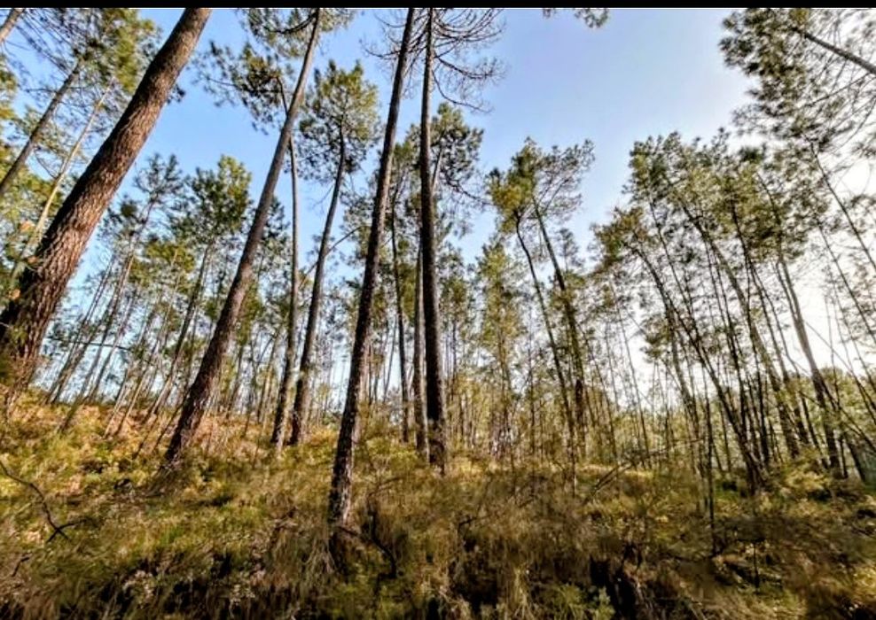 Pinhal para venda 30.000€