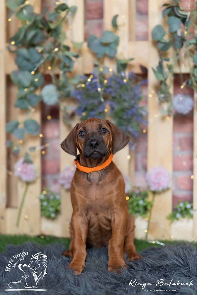 Rhodesian Ridgeback suczka Ślask standardowa śliczna dziewczynka