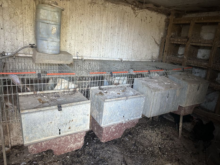 Coelheiras para coelhos ou outros animais