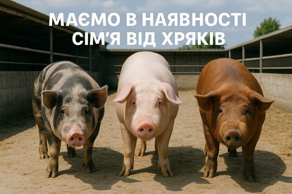 Сперма від хряків Макстер 304, Пьетрен, Ландрас, Велика Біла