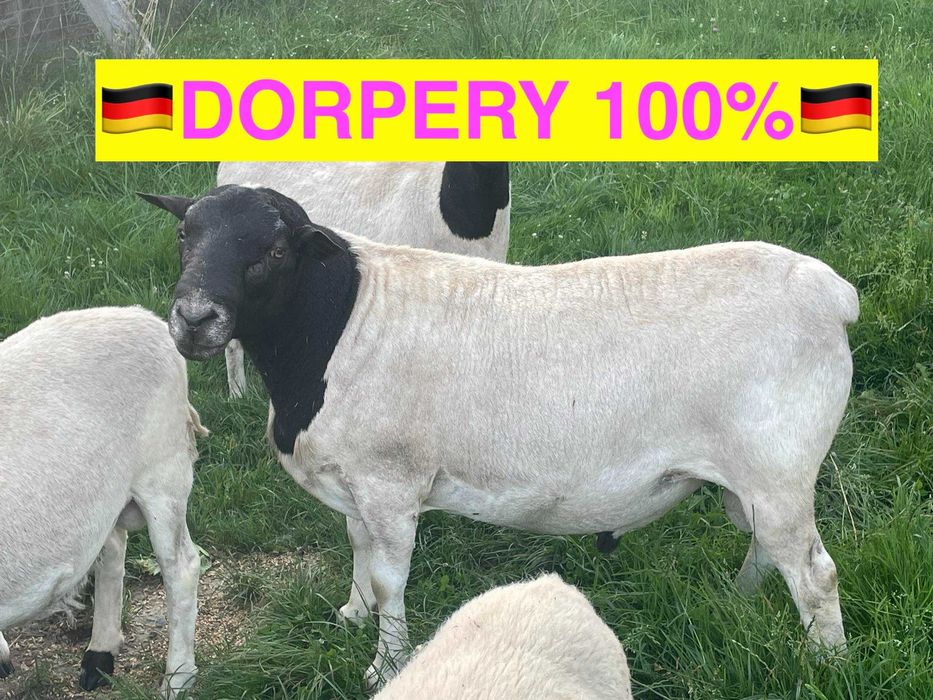 DORPERY z Niemiec na Sprzedaż | Owce Dorper 100 % | Barany Tryk Baran