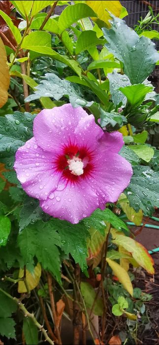 Ibisco planta de jardim