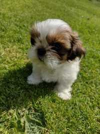 Shih tzu zapraszam