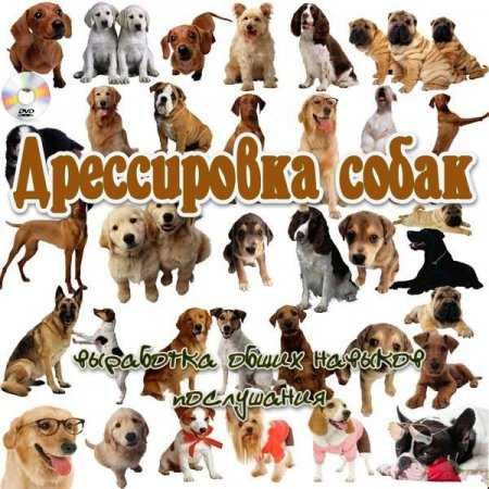 Предлагаем клубных щенков