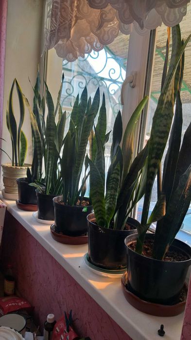 Тещин язик, сансівєра, сансіверія (2 вида)
