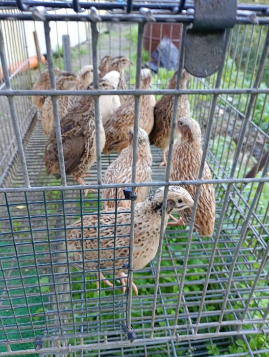 Cordunises de vários tamanhos