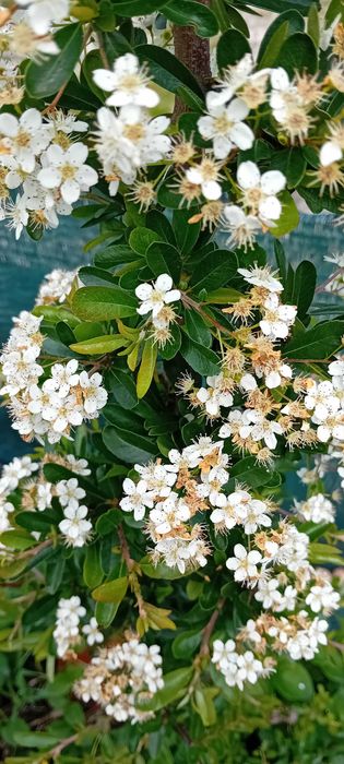 Pyracantha Coccinea arbusto para sebes