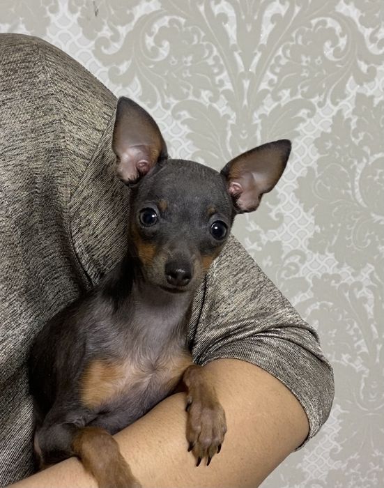 Тойчик для душі !!!