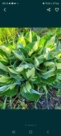 Hosta funkia jedna sadzonka