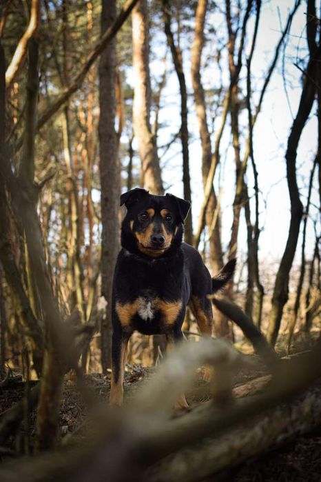 Miał tylko 10 miesięcy, kiedy do nas trafił. Teraz to już dorosły pies