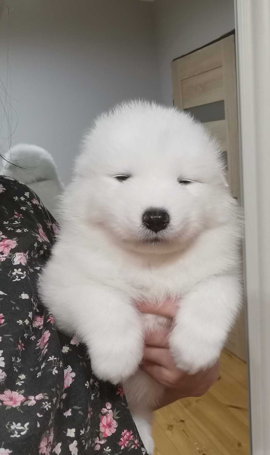 Szczenię samoyed śliczny chłopiec samiec samoyed rasowy