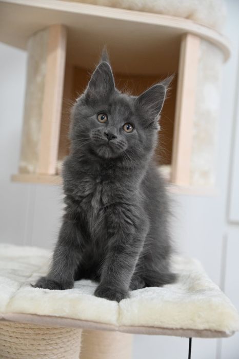 Piękna kotka Holly Maine Coon