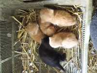 3 rudy koty i jeden czarny Rezerwacja rudych