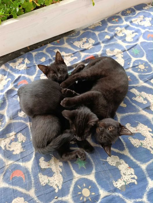 Kociaki szukają domu