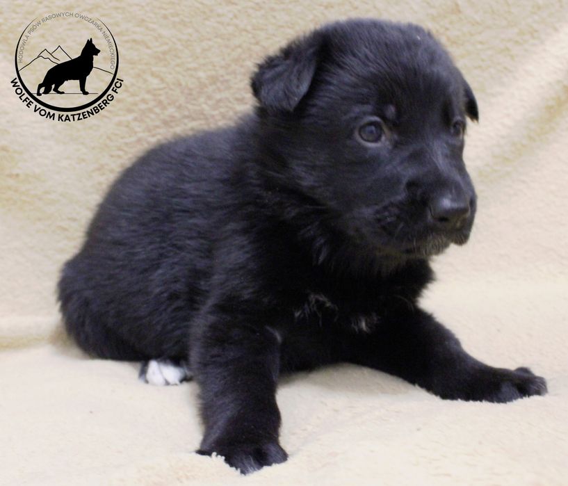 Owczarek niemiecki krótkowłosy SZCZENIAK FCI ZKwP piesek czarny