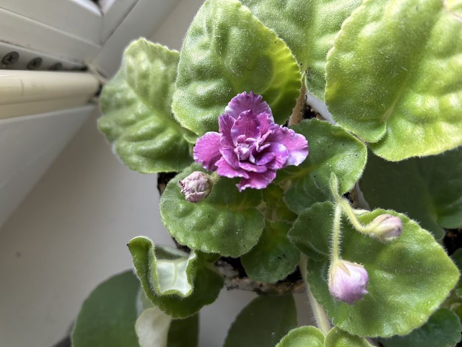 Фиалка сиреневая