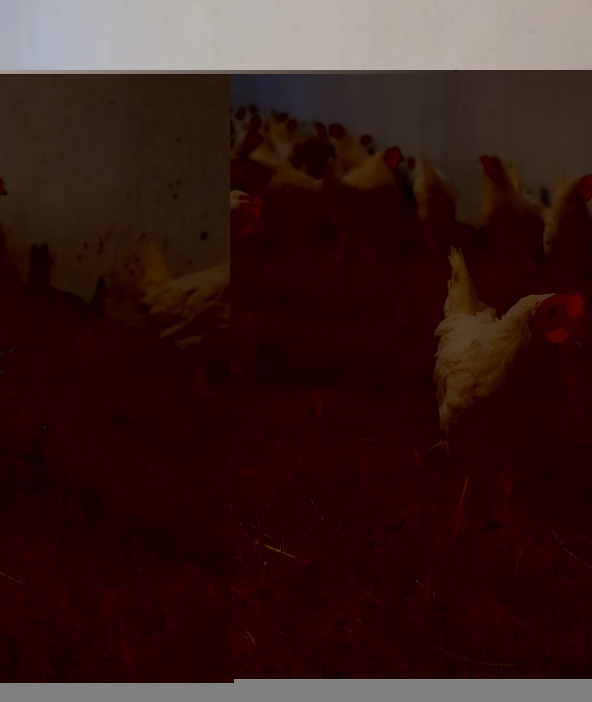 Kury Leghorn Leghorny Młode Nioski 23 tyg
