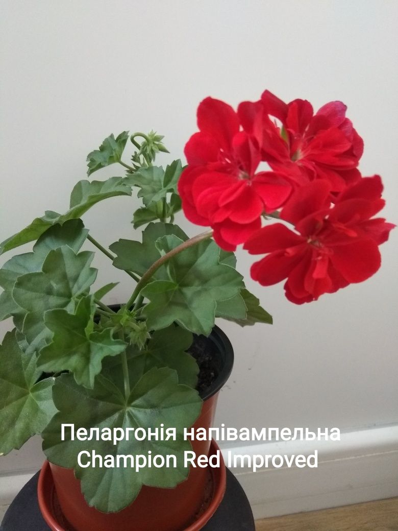 Пеларгонія напівампельна Champion Red Improved