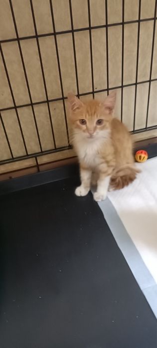 Отдам котенка мальчика