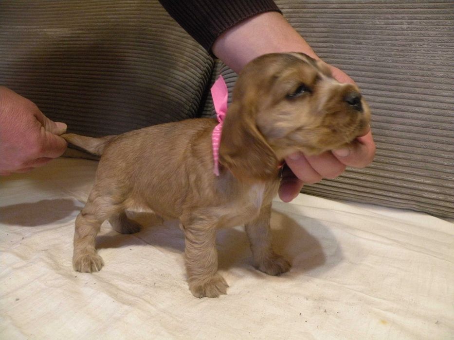 cocker spaniel angielski piesek