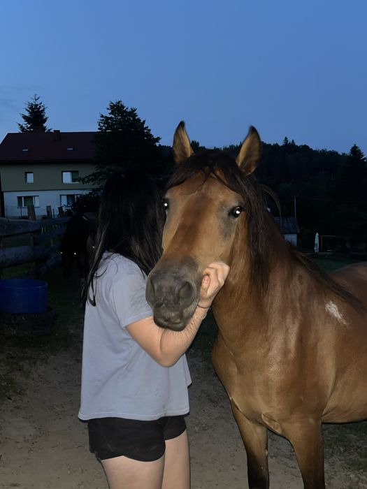 Klacz huculska na sprzedaż!!