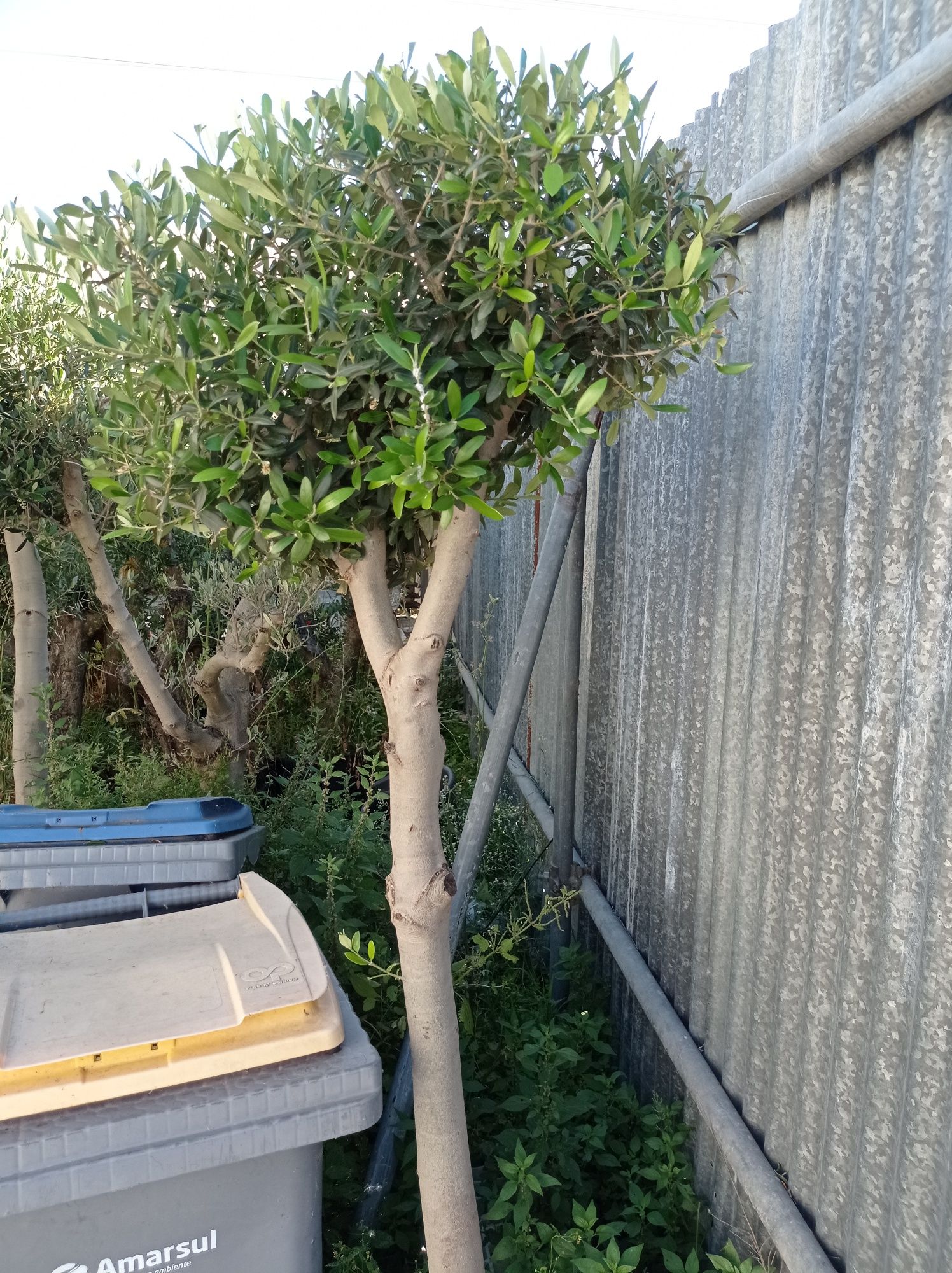 Vendo oliveiras bonsai desde 135