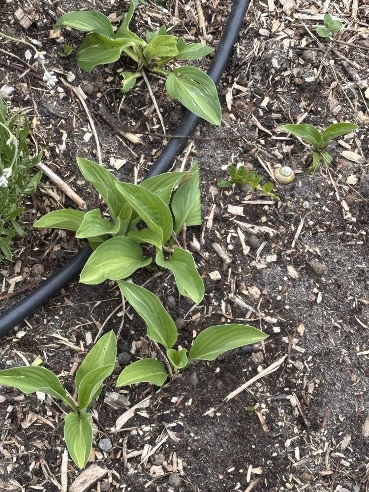 Hosta funkia sadzonki