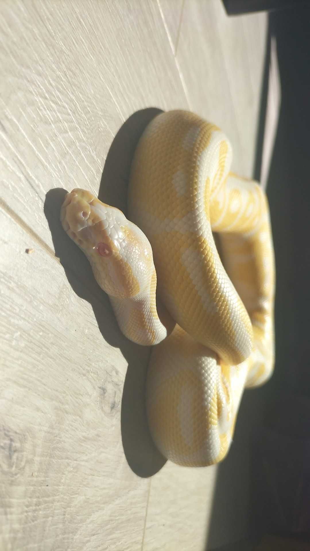 Wąż królewski albinos samica