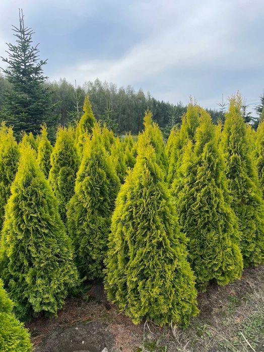 Tuja Szmaragd 250cm PRODUCENT‼️