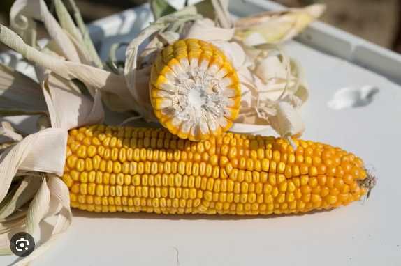 Kukurydza Kokuna - średniowczesna