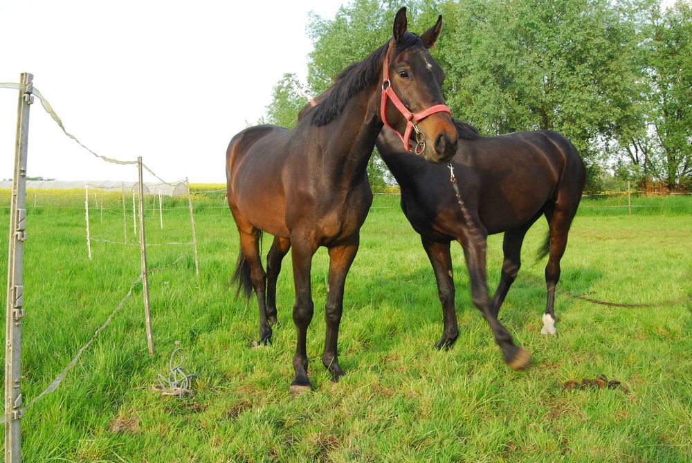 Obornik koński oddam