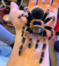 Самка паука птицееда и есть всё для содержания Brachypelma hamorii