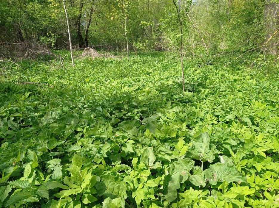 Корінь лопуха, сік з лопуха, сухий і сирий.
