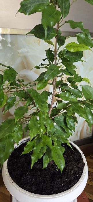 Фикус Голоден монік