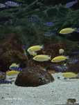 Pyszczaki Yellow 3-4 cm labidochromis caeruleus malawi