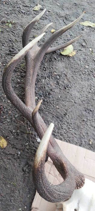 Zlotomedalowe poroże jelenia wieniec