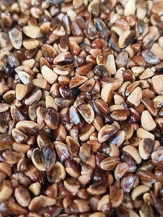 Насіння піраканти,барбарису,горобини,бірючинита інше