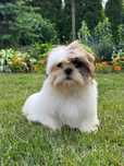 Piękna Sunia Shih-Tzu Tricolor • GOTOWA DO ODBIORU •
