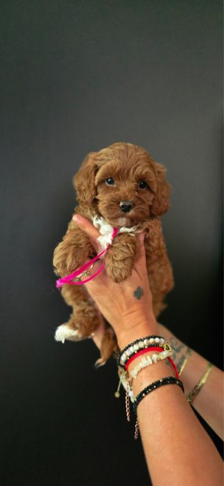 Cavapoo suczka bardzo ciemna red brown badania szkolenie wyprawka
