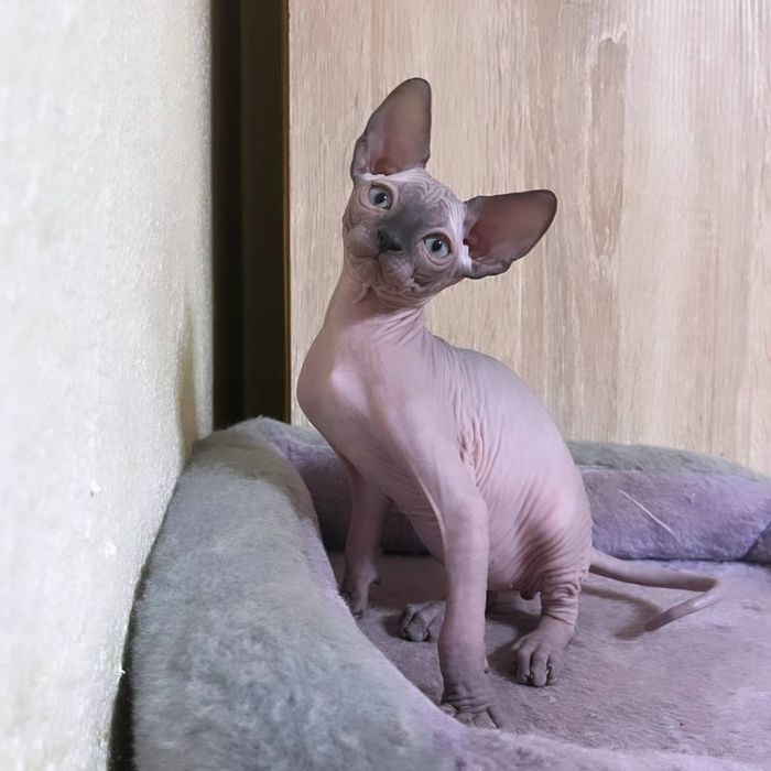 Кошеня канадського сфінкса