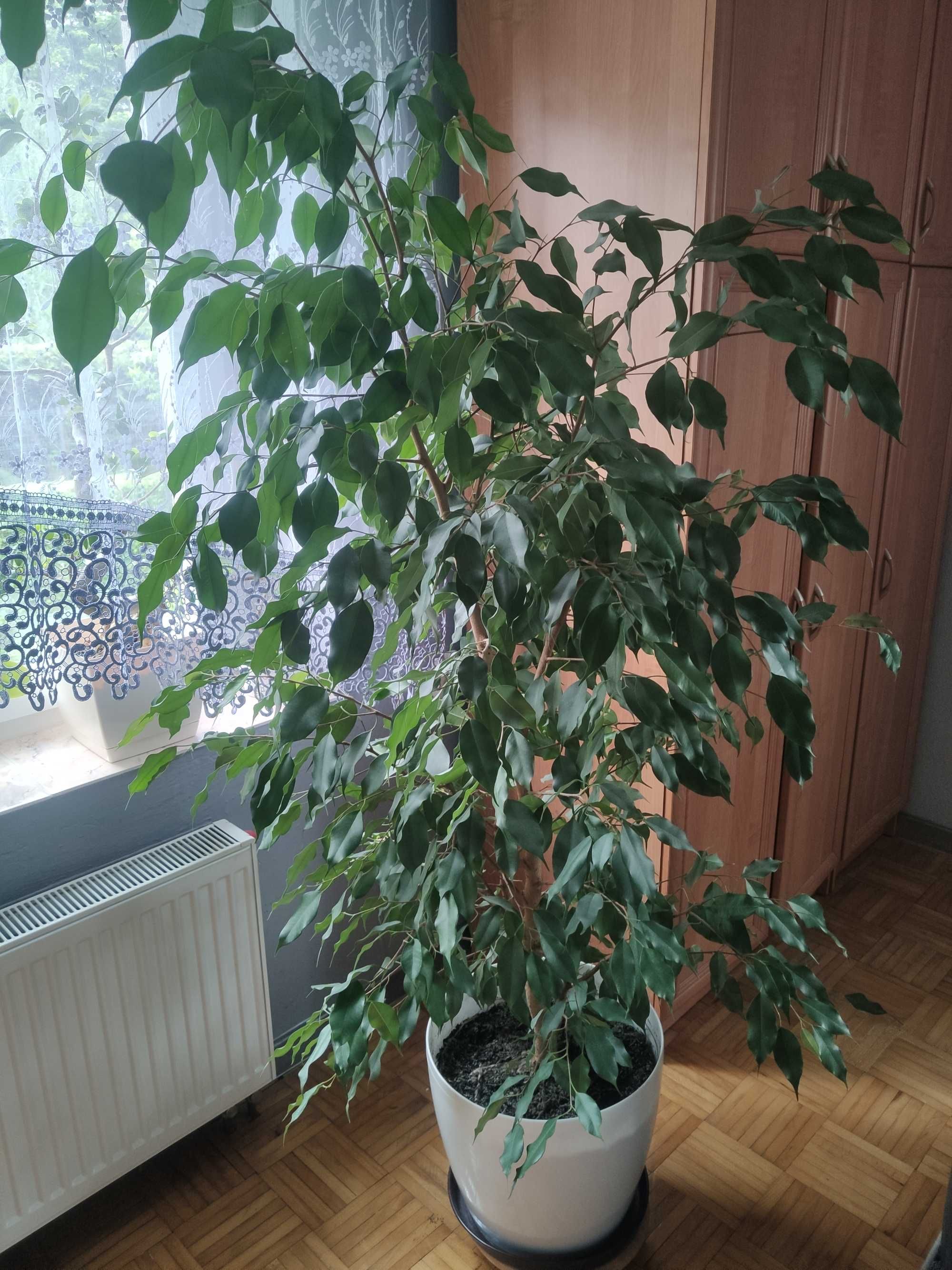 Fikus Benjamin, 160 cm
