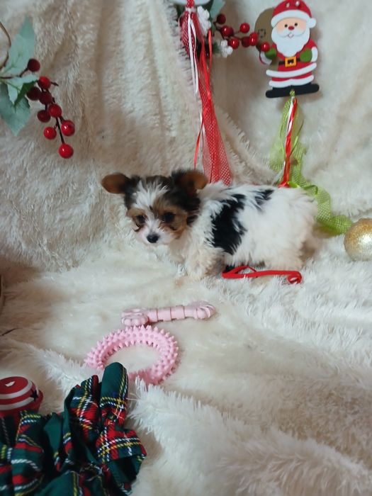 Biewer Terrier Fêmea Super Mini Criadora Registada PT 3088FL