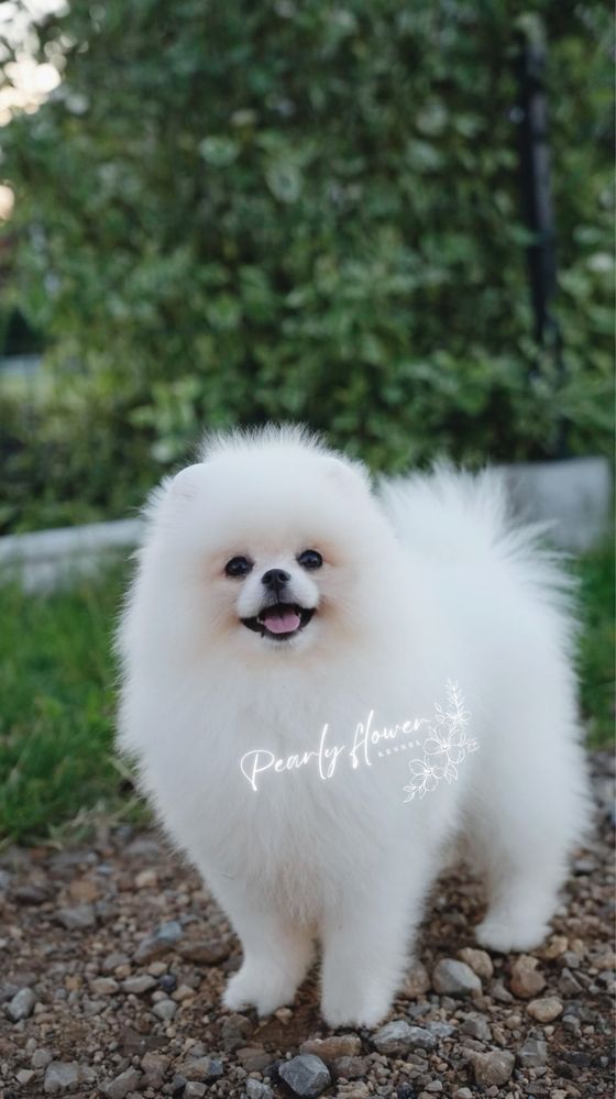 Szpic Miniaturowy, Pomeranian
