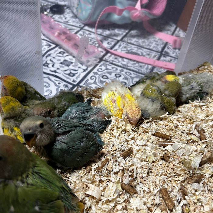 Agapornis roseicollis para criar há mão.