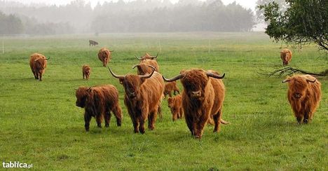 Szkockie Krowy Wysokogórskie (Highland Cattle)