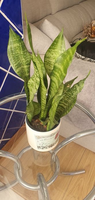 Espada de São Jorge