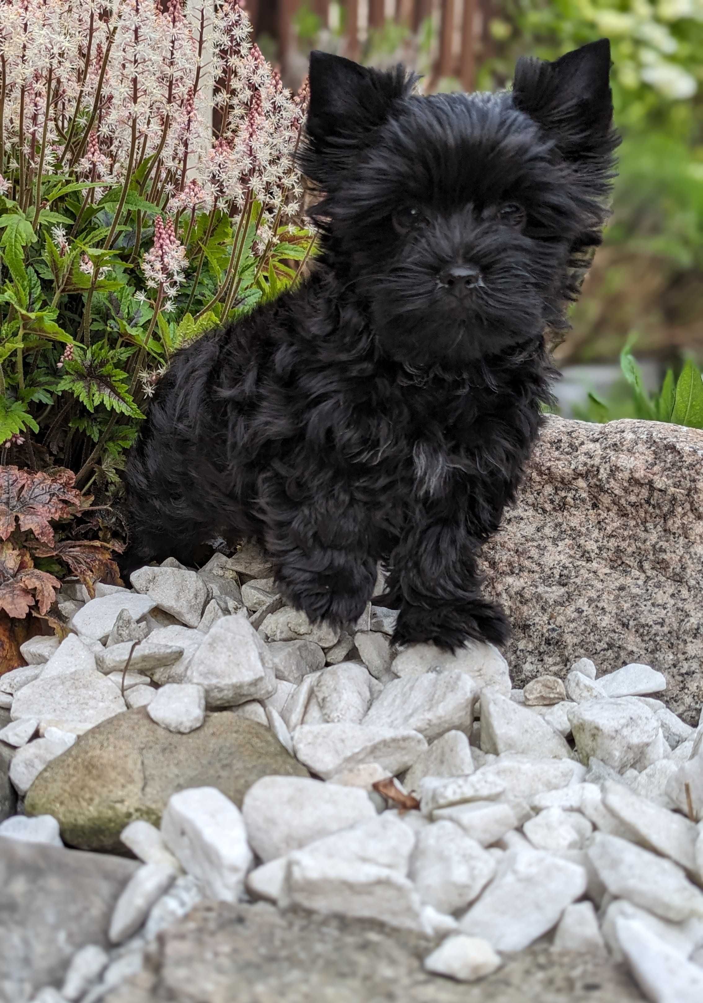 Sprzedam pieski Yorkshire terrier