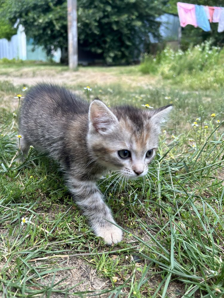Кошення 3 місяця безкоштовно