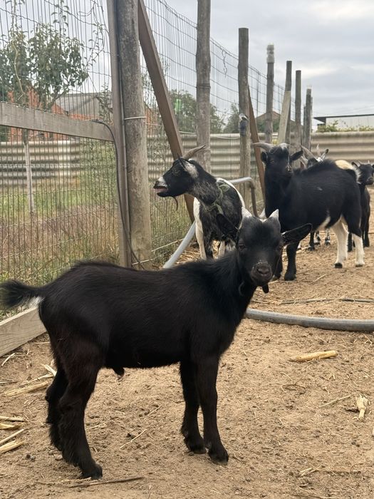 Cabrito anão novo