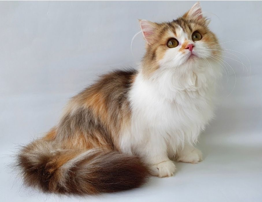 Рыжий котик порадует Вашу семью, котенок клубный британец. Котята Киев